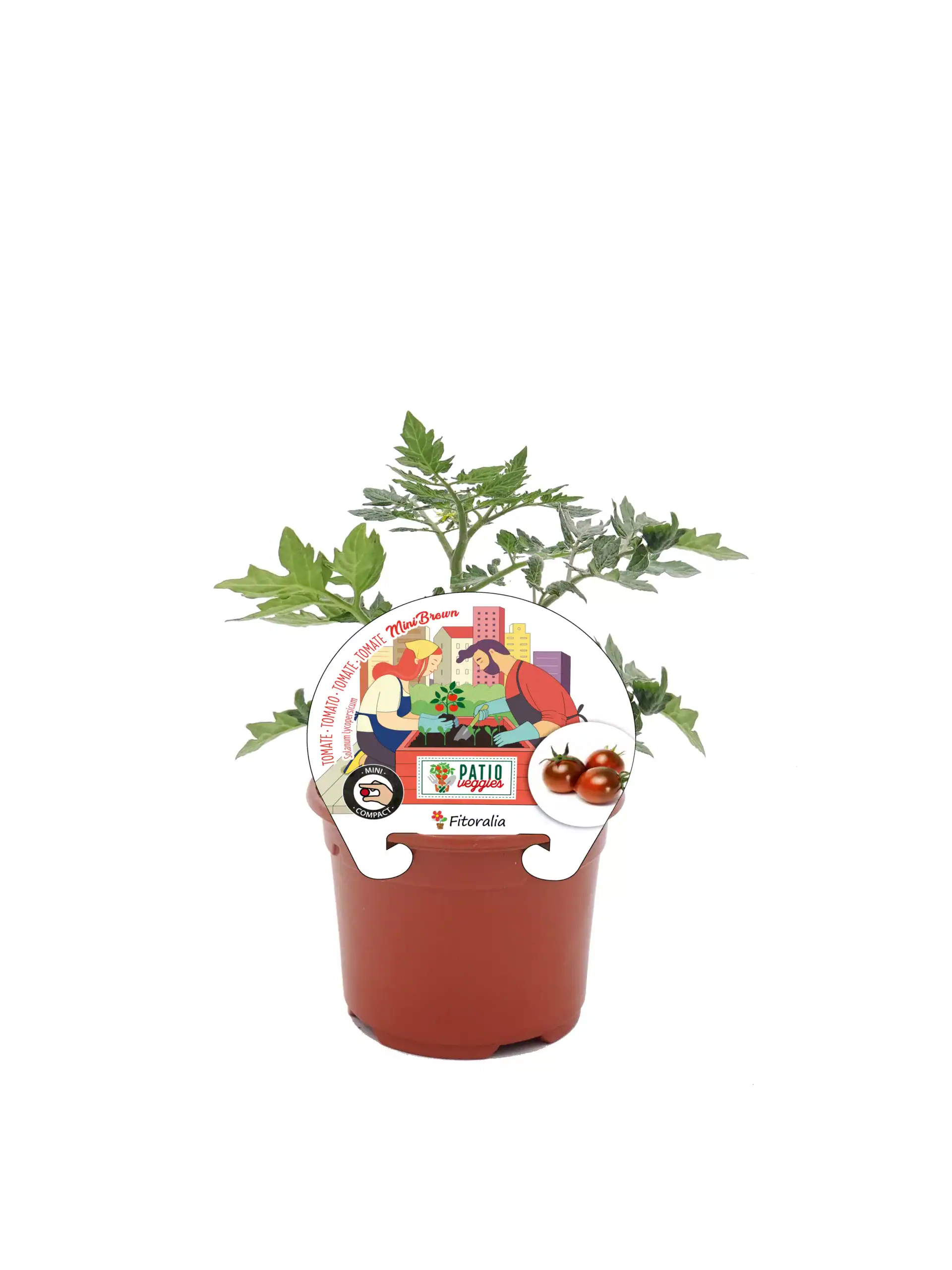 Tomatera mini brown en maceta con etiquetas de ilustración de cultivo en urbanización, tomates frescos y logotipo de huerto.bio, cultivo orgánico y urbano.