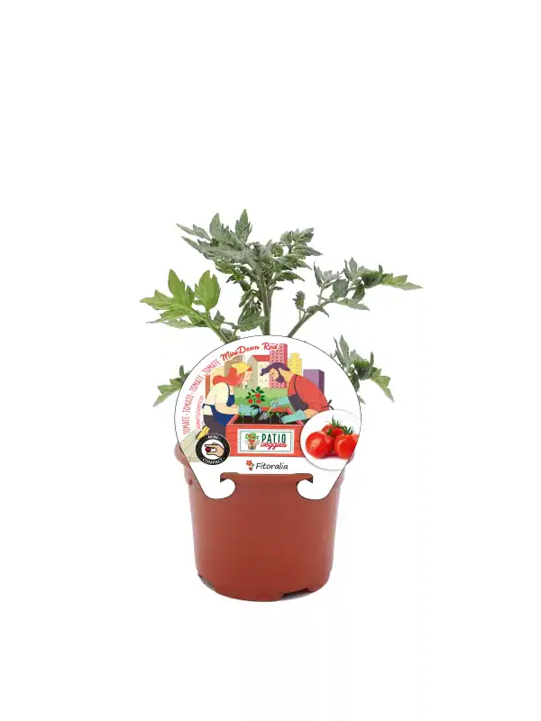 Jardín de tomate mini red en maceta con hojas verdes y etiquetas de producto ecológico, ideal para agricultura urbana y cultivo en casa.