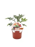 Tomatera en maceta, cultivo ecológico y orgánico, variedad Fitoralia, ideal para huertos urbanos, con etiqueta que muestra tomates miniatura.