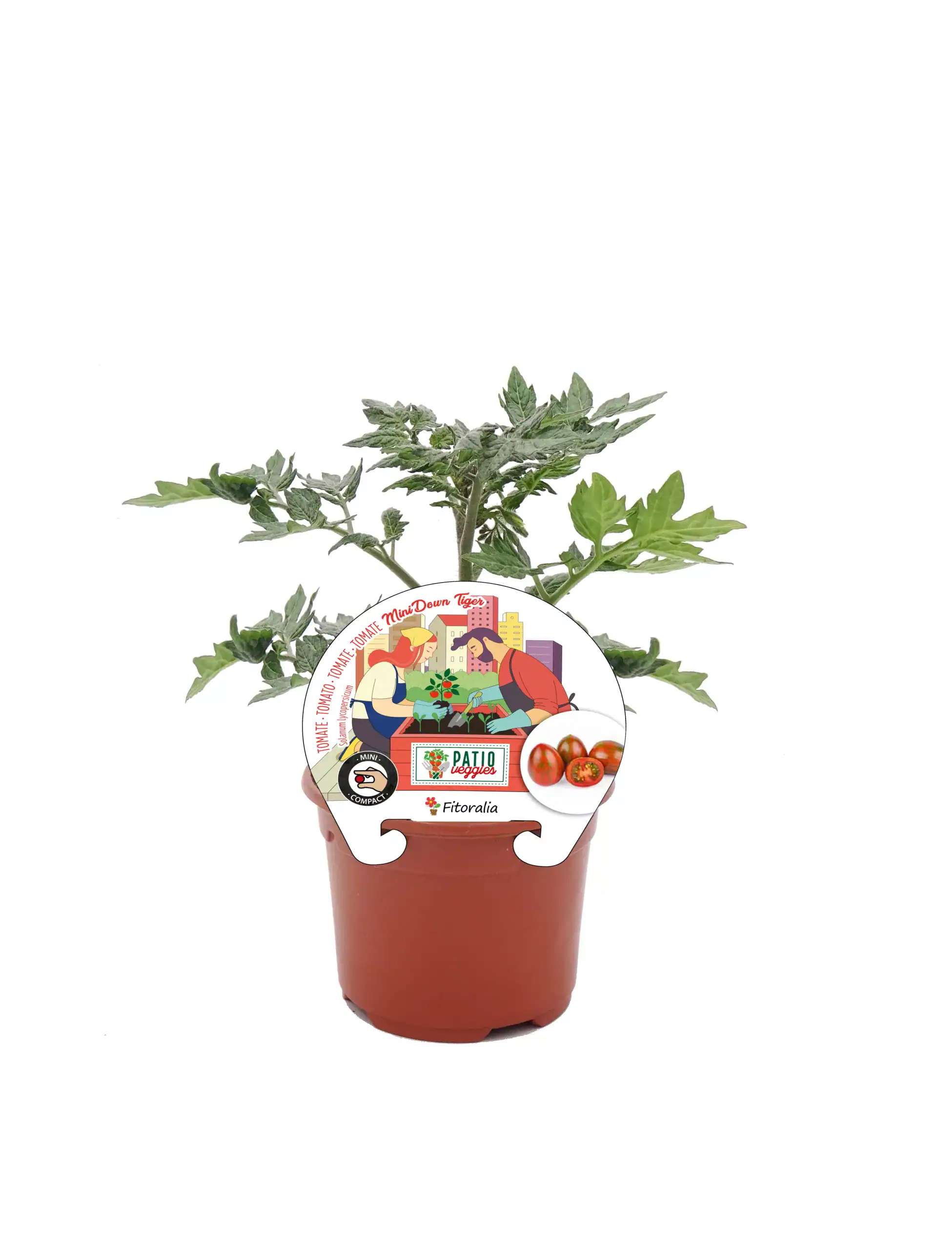 Tomatera en maceta, cultivo ecológico y orgánico, variedad Fitoralia, ideal para huertos urbanos, con etiqueta que muestra tomates miniatura.