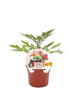 Tomatera miniatura en maceta, cultivo de tomates Baby en huerto urbano, planta saludable y compacta ideal para espacios pequeños.