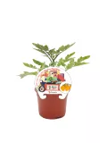 Tomatera en maceta, variedad Fitalo, cultivo en huerto ecológico, planta de tomate mini Cherry amarillo, cultivo orgánico, agricultura sostenible, huerto urbano, semillas de alta calidad.