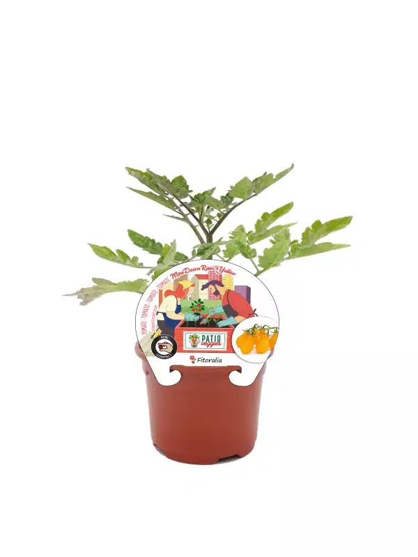 Tomatera en maceta, variedad Fitalo, cultivo en huerto ecológico, planta de tomate mini Cherry amarillo, cultivo orgánico, agricultura sostenible, huerto urbano, semillas de alta calidad.