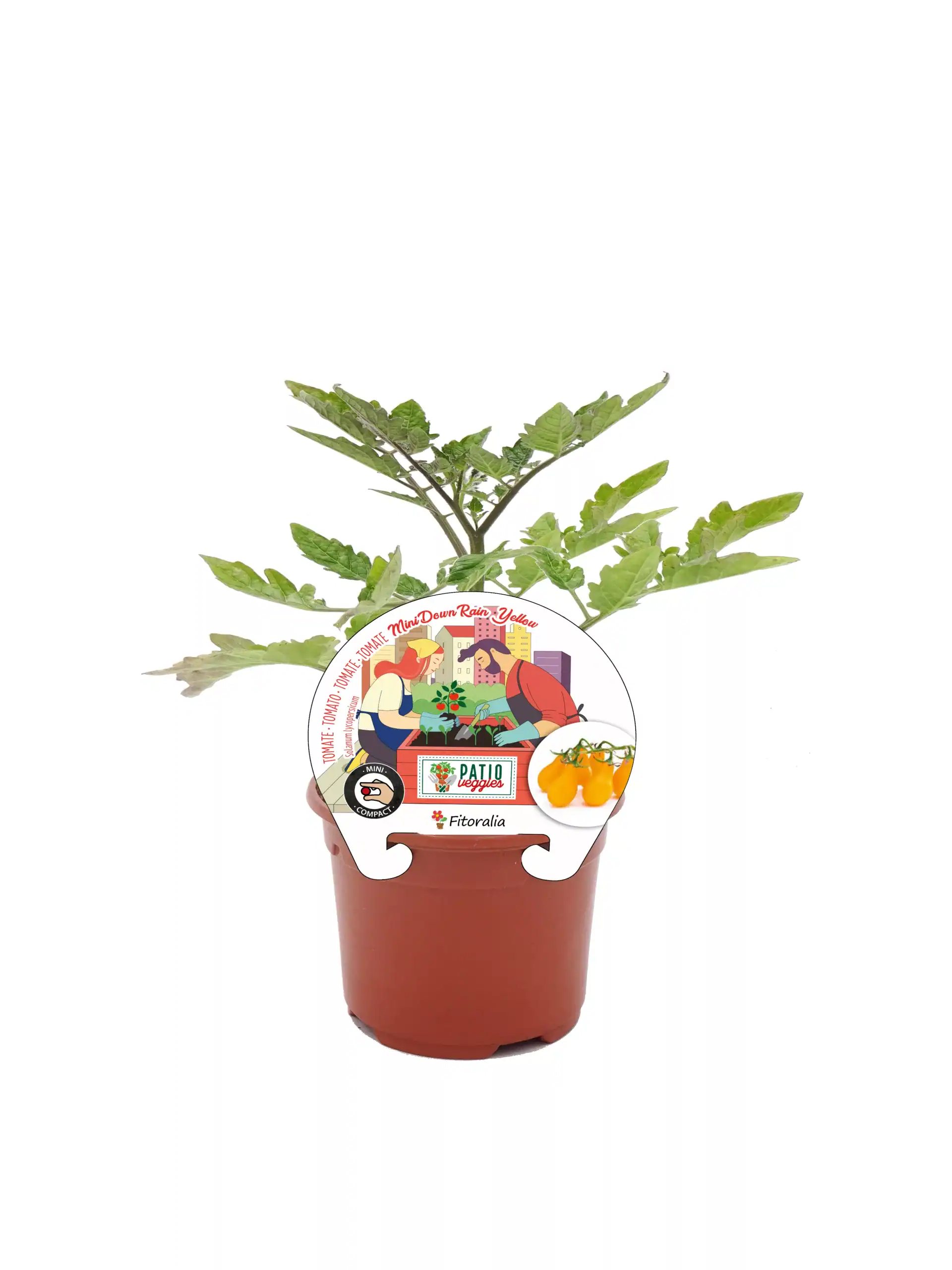 Tomatera en maceta, variedad Fitalo, cultivo en huerto ecológico, planta de tomate mini Cherry amarillo, cultivo orgánico, agricultura sostenible, huerto urbano, semillas de alta calidad.