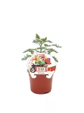 Fregadero de tomate mini cherry cultivado en maceta, cultivo ecológico en huerto urbano. Ideal para pequeños espacios, con etiquetas que destacan la variedad y facilidades para el cultivo en casa.