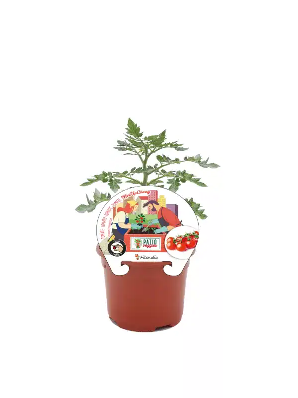 Fregadero de tomate mini cherry cultivado en maceta, cultivo ecológico en huerto urbano. Ideal para pequeños espacios, con etiquetas que destacan la variedad y facilidades para el cultivo en casa.