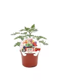 Tomatera en maceta de cultivo compacto para huerto urbano, ideal para cultivar tomates en casa, con etiqueta de semillas Patio Veggies y diseño ilustrado de dos personas cultivando verduras.