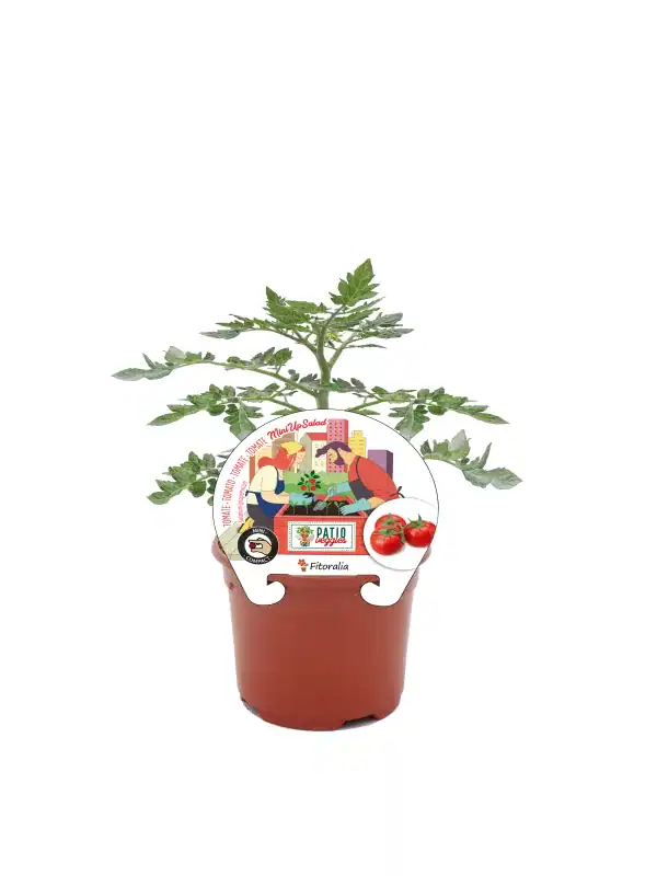 Tomatera en maceta de cultivo compacto para huerto urbano, ideal para cultivar tomates en casa, con etiqueta de semillas Patio Veggies y diseño ilustrado de dos personas cultivando verduras.