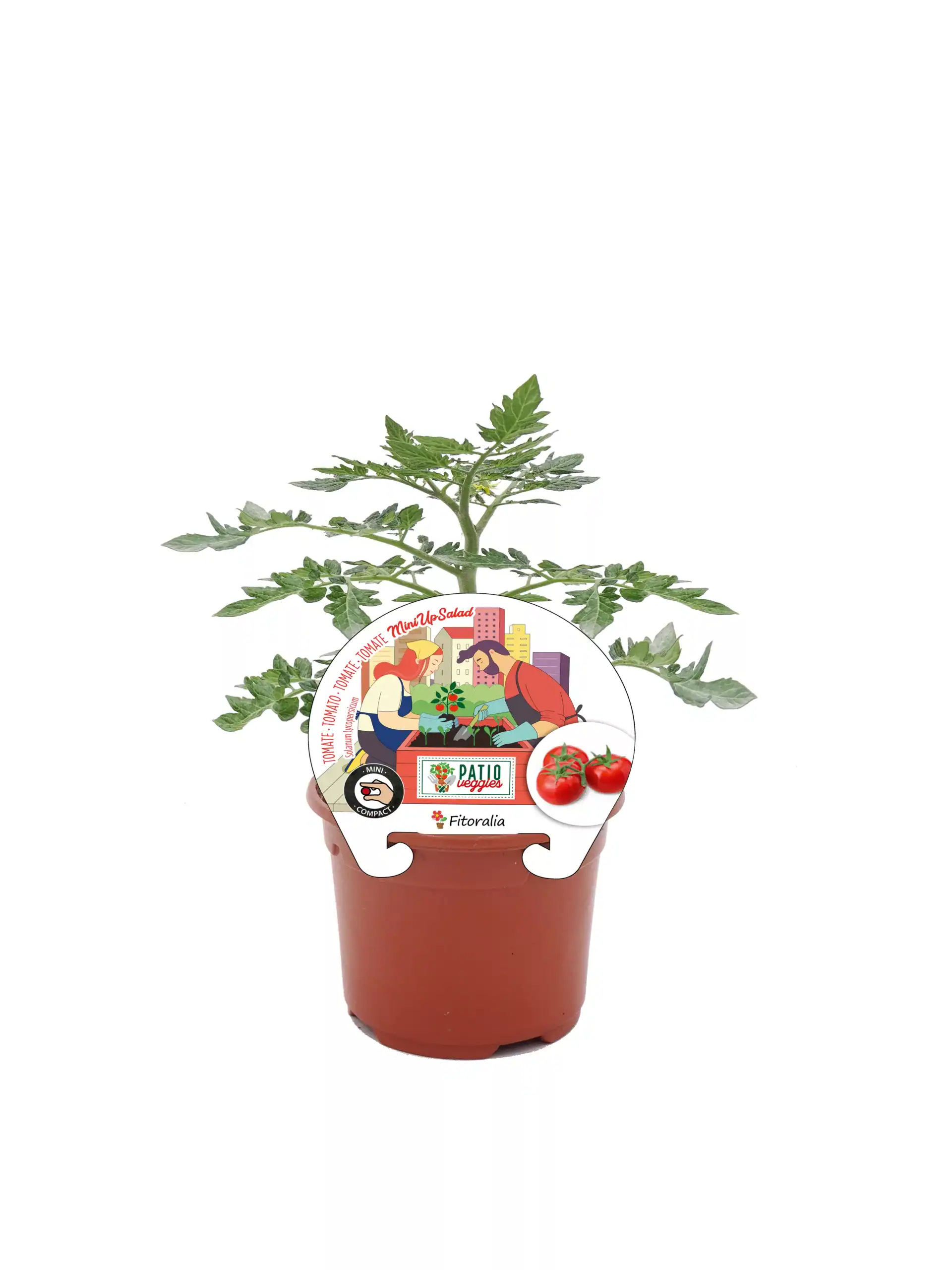 Tomatera en maceta de cultivo compacto para huerto urbano, ideal para cultivar tomates en casa, con etiqueta de semillas Patio Veggies y diseño ilustrado de dos personas cultivando verduras.