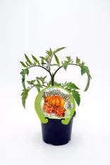 Tomatera ecológica en maceta, cultivo orgánico y sostenible, huerto bio, tomate variedad Fitoralia, plantas de jardín ecológico y saludable, producto natural y respetuoso con el medio ambiente.