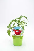 Tomate infantil en maceta para niños, cultivo ecológico y orgánico, ideal para educación y diversión en huertos urbanos, promoción de alimentación saludable y agricultura responsable.