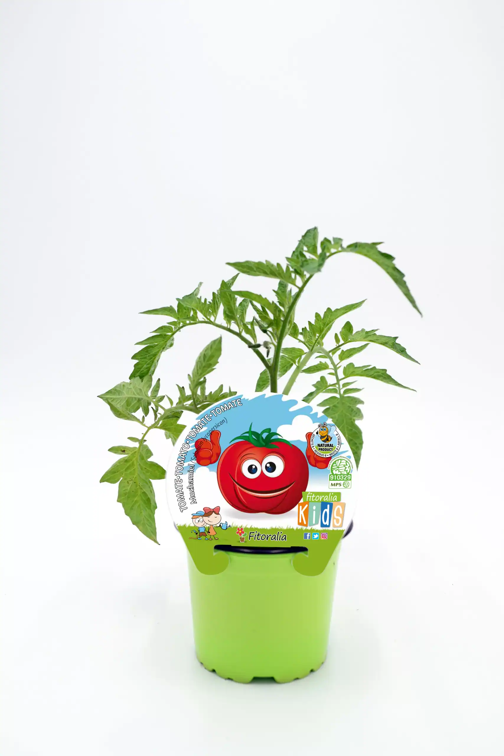Tomate infantil en maceta para niños, cultivo ecológico y orgánico, ideal para educación y diversión en huertos urbanos, promoción de alimentación saludable y agricultura responsable.