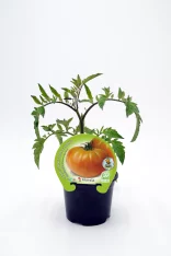 Tomatera en maceta, variedad Fitorialia, cultivada ecológicamente, planta de tomate en crecimiento, huerto orgánico, agricultura sostenible, huerto.bio.