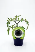 Tomate negro en maceta, cultivo orgánico y ecológico, hortícola saludable en huerto ecológico.