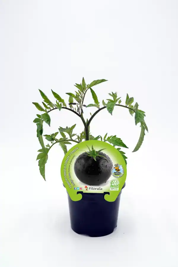 Tomate negro en maceta, cultivo orgánico y ecológico, hortícola saludable en huerto ecológico.