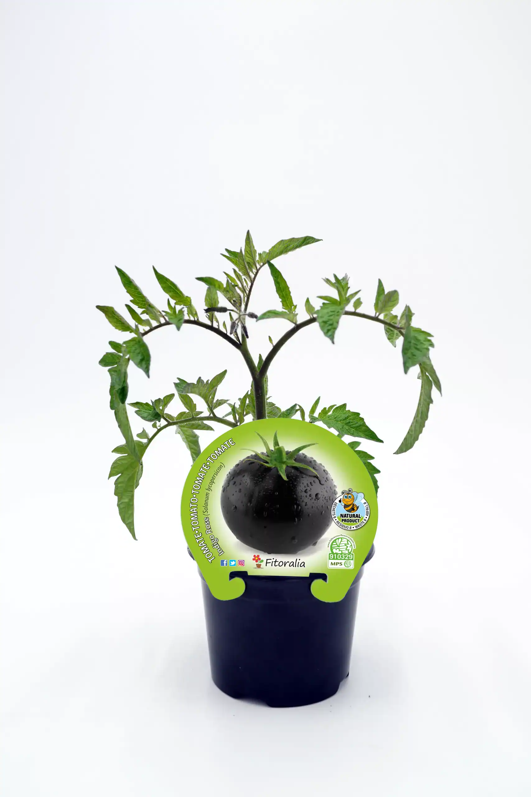 Tomate negro en maceta, cultivo orgánico y ecológico, hortícola saludable en huerto ecológico.