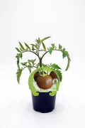 Tomate en maceta, cultivo ecológico de huerto bio, plantado en interior, variedad Fitoralia, saludable y natural, ideal para huertos urbanos y cocina ecológica.