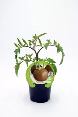 Tomate en maceta, cultivo ecológico de huerto bio, plantado en interior, variedad Fitoralia, saludable y natural, ideal para huertos urbanos y cocina ecológica.