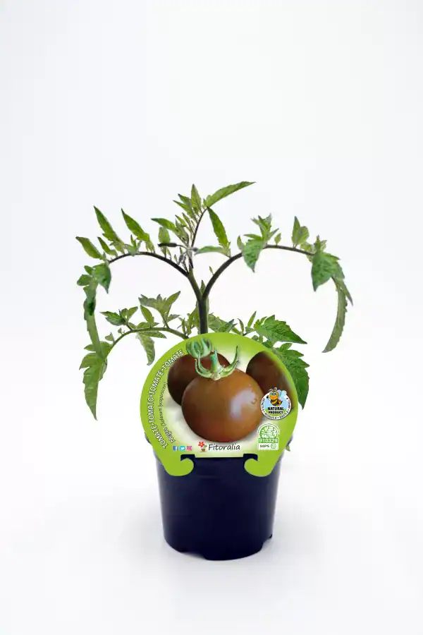 Tomate en maceta, cultivo ecológico de huerto bio, plantado en interior, variedad Fitoralia, saludable y natural, ideal para huertos urbanos y cocina ecológica.