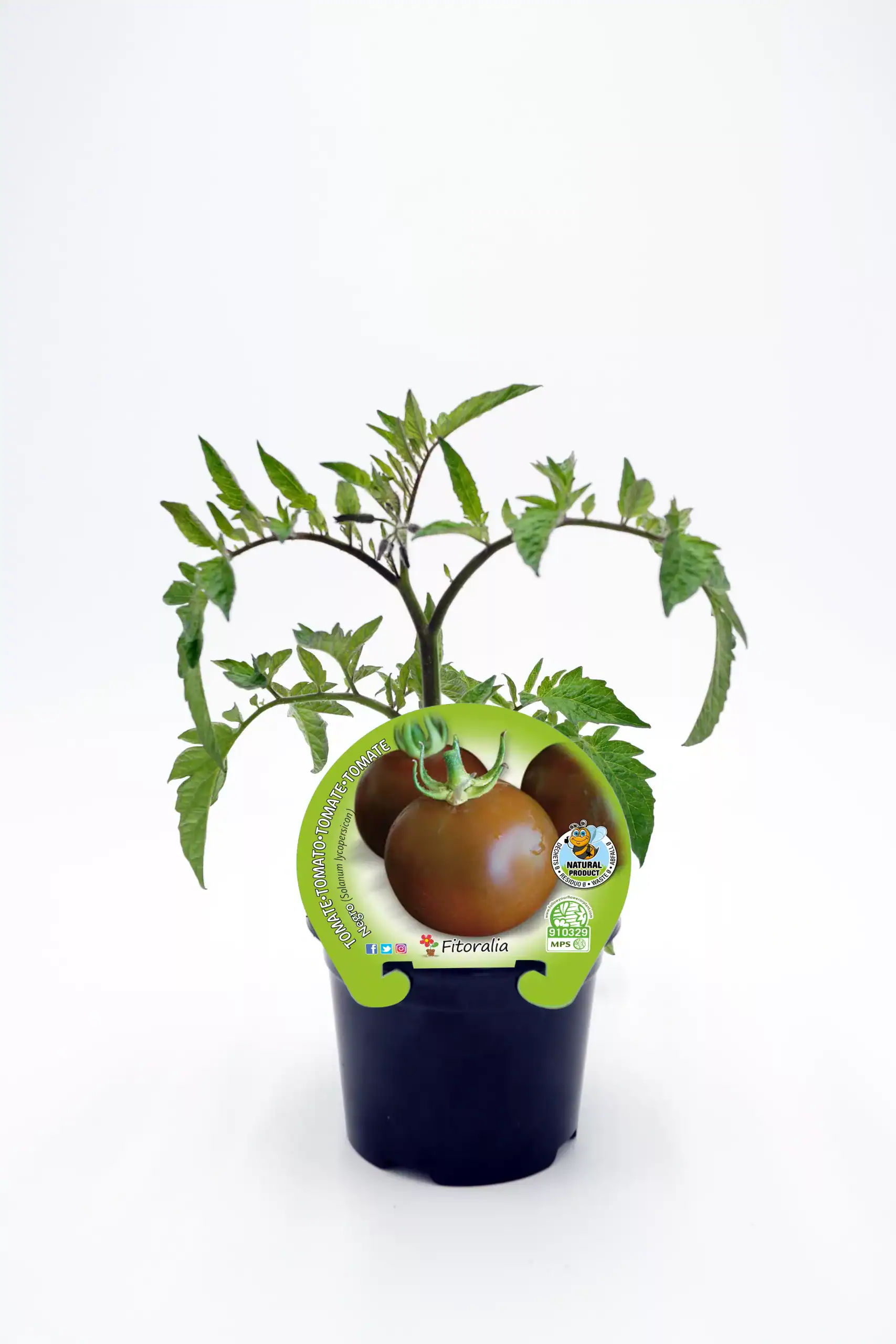 Tomate en maceta, cultivo ecológico de huerto bio, plantado en interior, variedad Fitoralia, saludable y natural, ideal para huertos urbanos y cocina ecológica.
