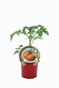 Tomate heirloom de variedad antigua en maceta, cultivo ecológico y sostenible, ideal para huertos urbanos y jardinería natural.