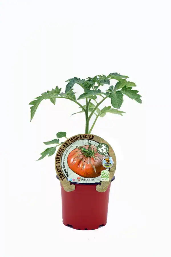 Tomate heirloom de variedad antigua en maceta, cultivo ecológico y sostenible, ideal para huertos urbanos y jardinería natural.