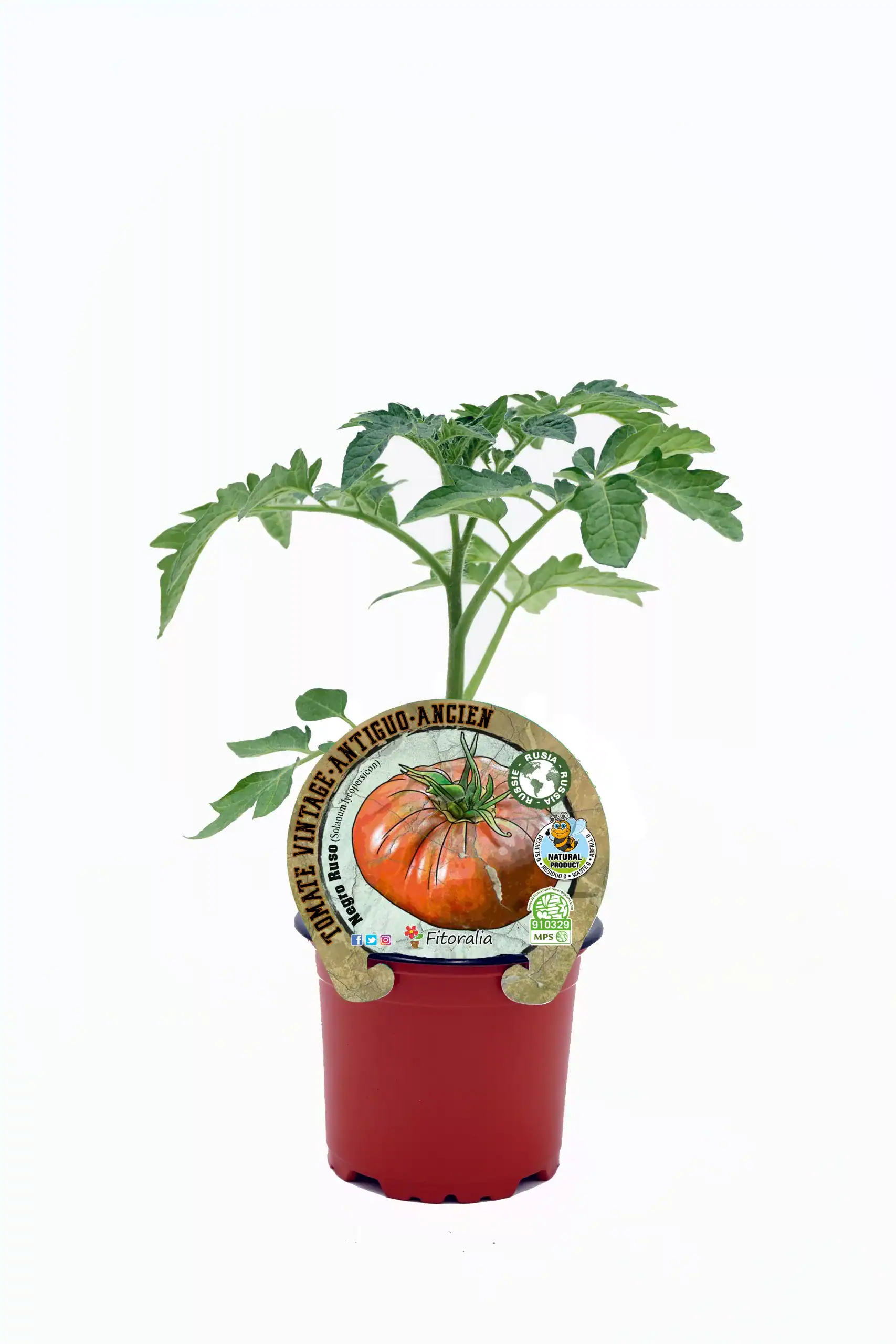 Tomate heirloom de variedad antigua en maceta, cultivo ecológico y sostenible, ideal para huertos urbanos y jardinería natural.