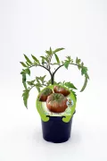Tomate柔きみの苗 en maceta, cultivo ecológico, huerto orgánico, semillas de tomate natural, saludable y respetuoso con el medio ambiente, ideal para huertos urbanos y caseros.