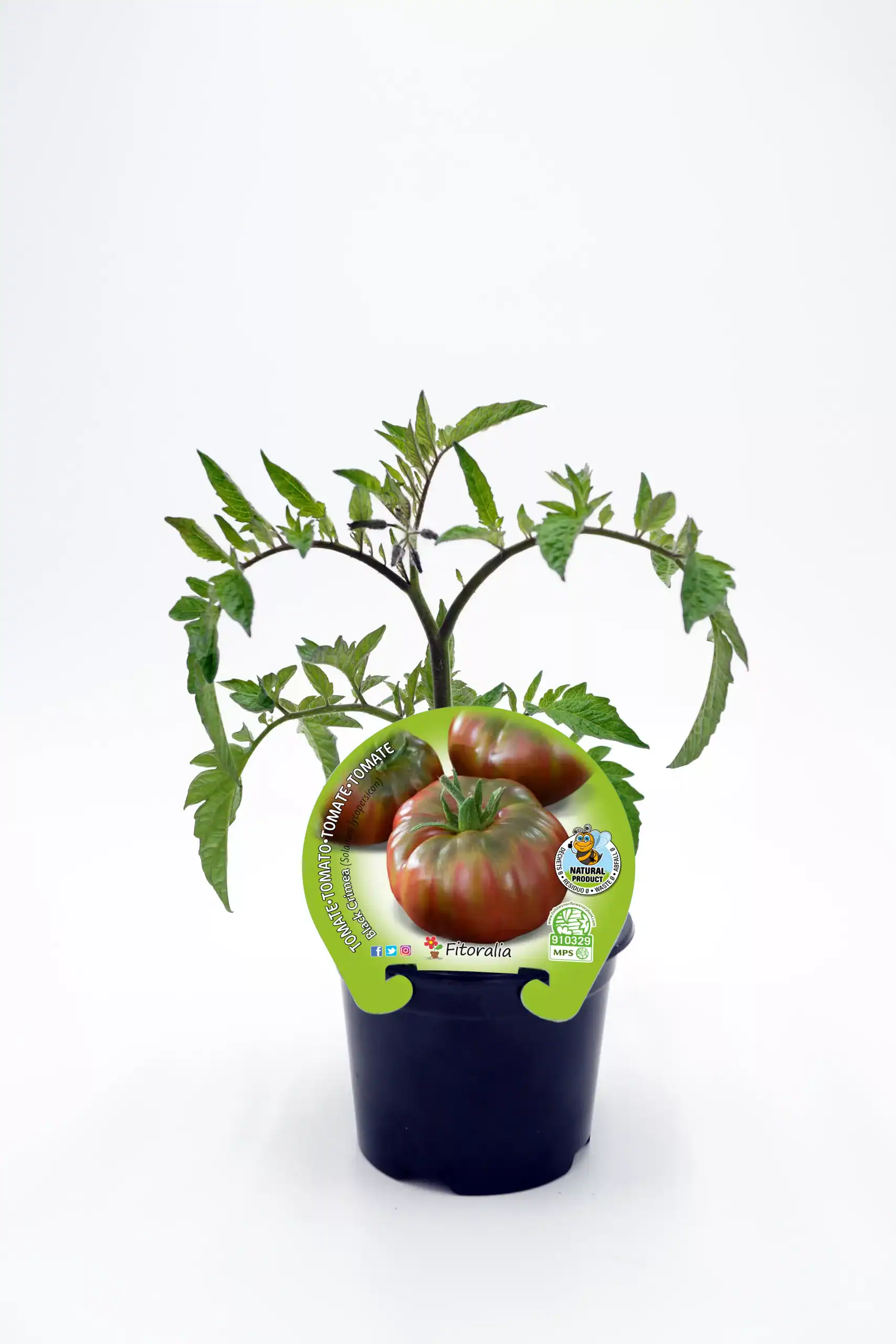 Tomate柔きみの苗 en maceta, cultivo ecológico, huerto orgánico, semillas de tomate natural, saludable y respetuoso con el medio ambiente, ideal para huertos urbanos y caseros.