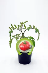 Tomatera ecológica en maceta, plantada en interior, con etiqueta que indica que es una variedad híbrida Fitoralia para cultivo doméstico de tomate orgánico.
