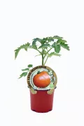 Tomate antiguo en maceta, planta cultivada en huerto ecológico, semillas orgánicas, agricultura sostenible, producto natural, cultivo tradicional, huerto.bio.