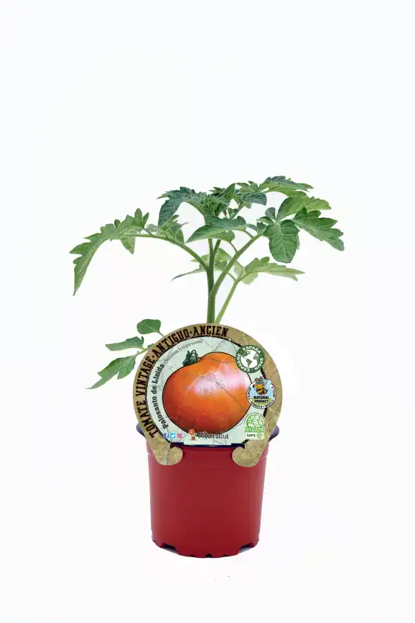 Tomate antiguo en maceta, planta cultivada en huerto ecológico, semillas orgánicas, agricultura sostenible, producto natural, cultivo tradicional, huerto.bio.