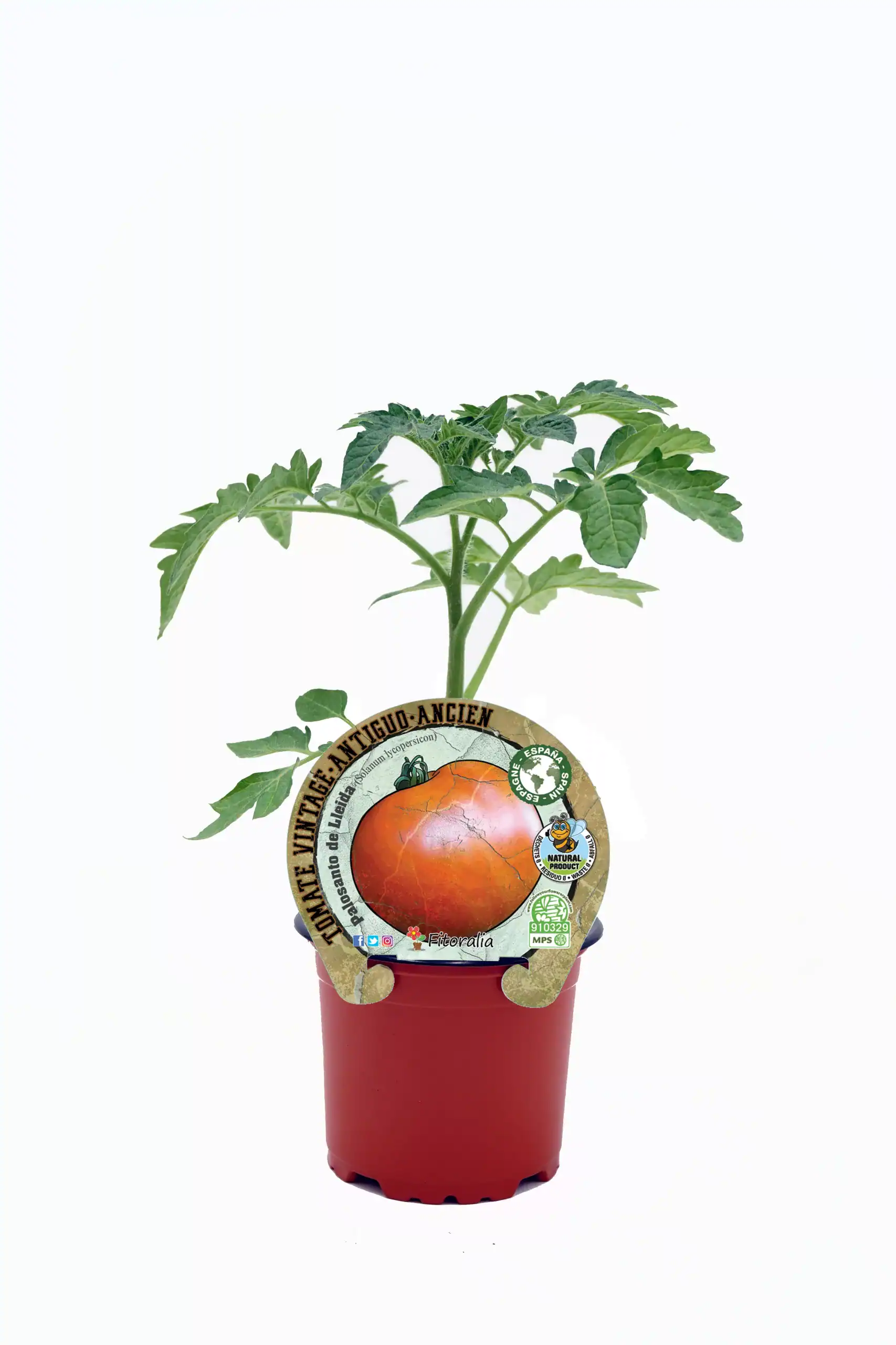 Tomate antiguo en maceta, planta cultivada en huerto ecológico, semillas orgánicas, agricultura sostenible, producto natural, cultivo tradicional, huerto.bio.