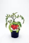 Tomates ecológicos en maceta, semillas orgánicas certificadas para cultivo casero, huerto urbano y agricultura sostenible, variedad Fitoralia, ideal para jardinería ecológica y alimentación saludable.