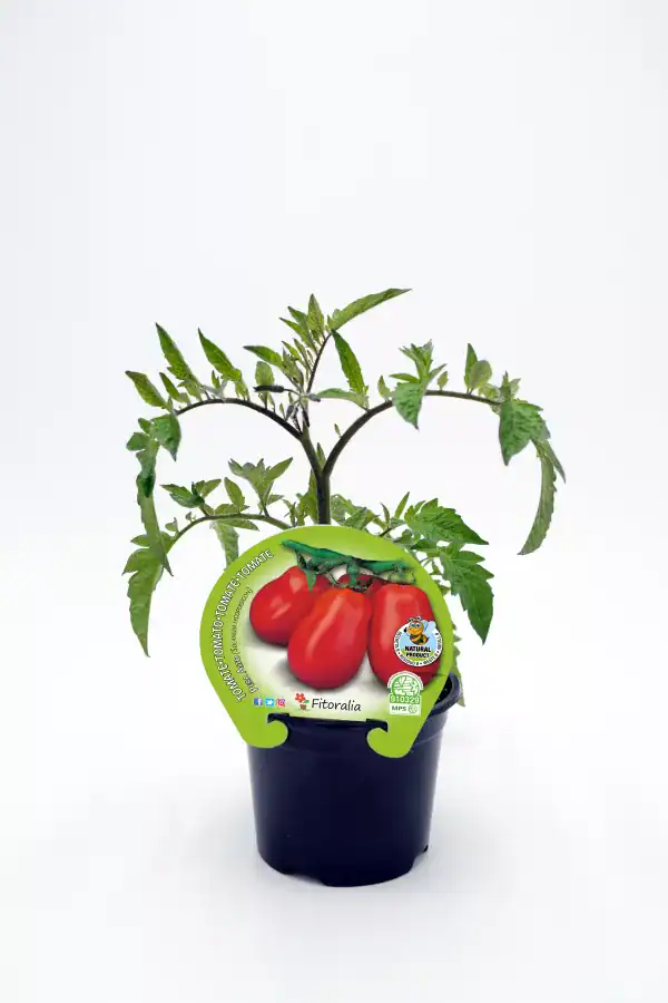 Tomates ecológicos en maceta, semillas orgánicas certificadas para cultivo casero, huerto urbano y agricultura sostenible, variedad Fitoralia, ideal para jardinería ecológica y alimentación saludable.