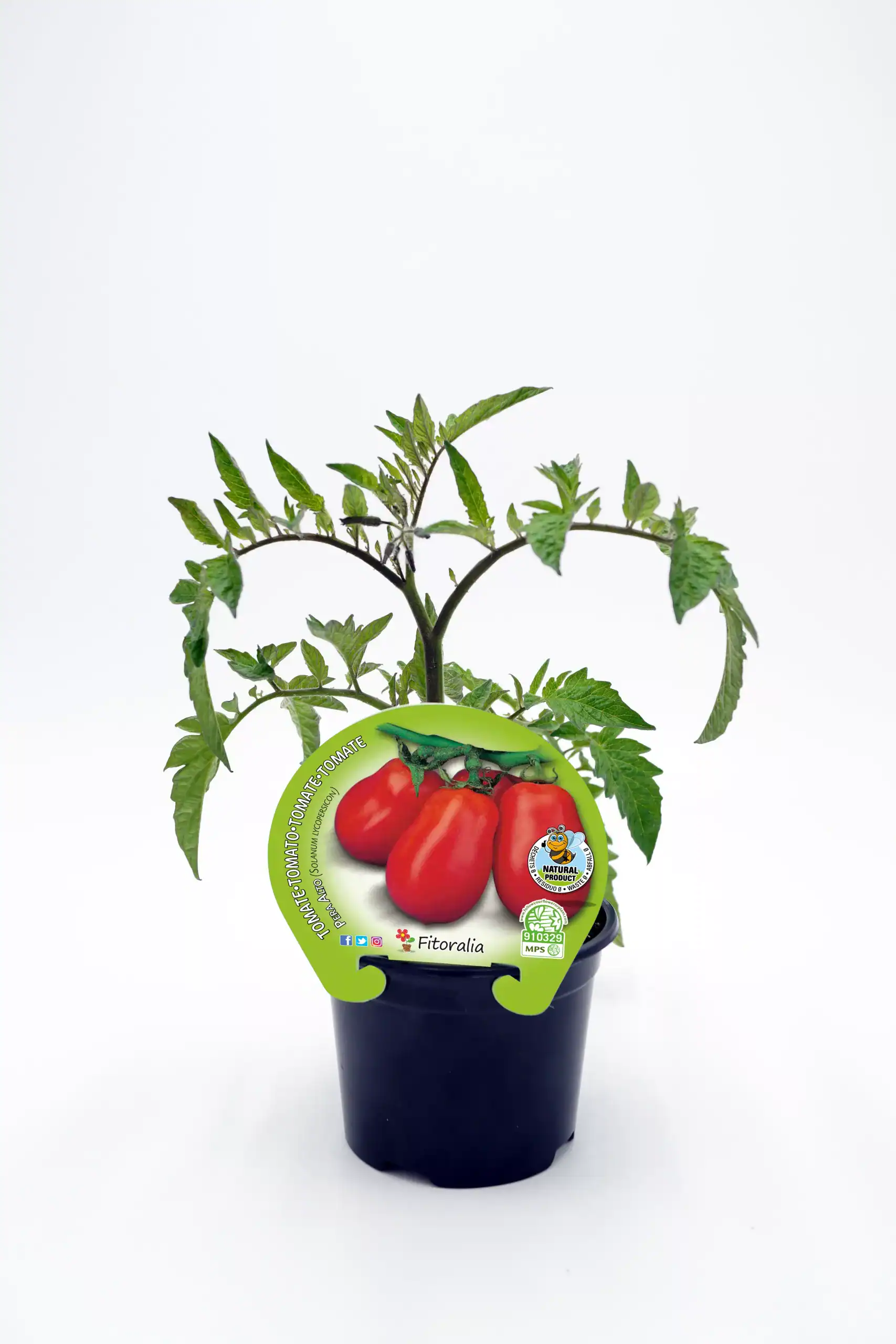 Tomates ecológicos en maceta, semillas orgánicas certificadas para cultivo casero, huerto urbano y agricultura sostenible, variedad Fitoralia, ideal para jardinería ecológica y alimentación saludable.