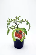 Tomate ecológico en maceta, producción orgánica de huerto.bio, tomate saludable, cultivo natural, producto ecológico certificado, huerto orgánico.