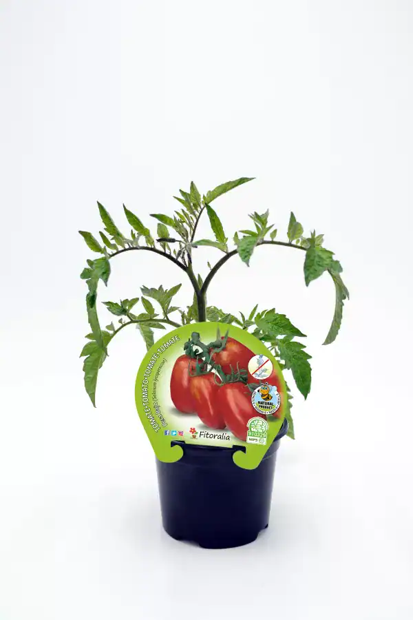 Tomate ecológico en maceta, producción orgánica de huerto.bio, tomate saludable, cultivo natural, producto ecológico certificado, huerto orgánico.