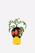 Tomate en maceta ecológica, cultivo de tomate orgánico, semillas de tomates naturales, huerto urbano, semillas para plantar en casa, variedad de tomates saludables.