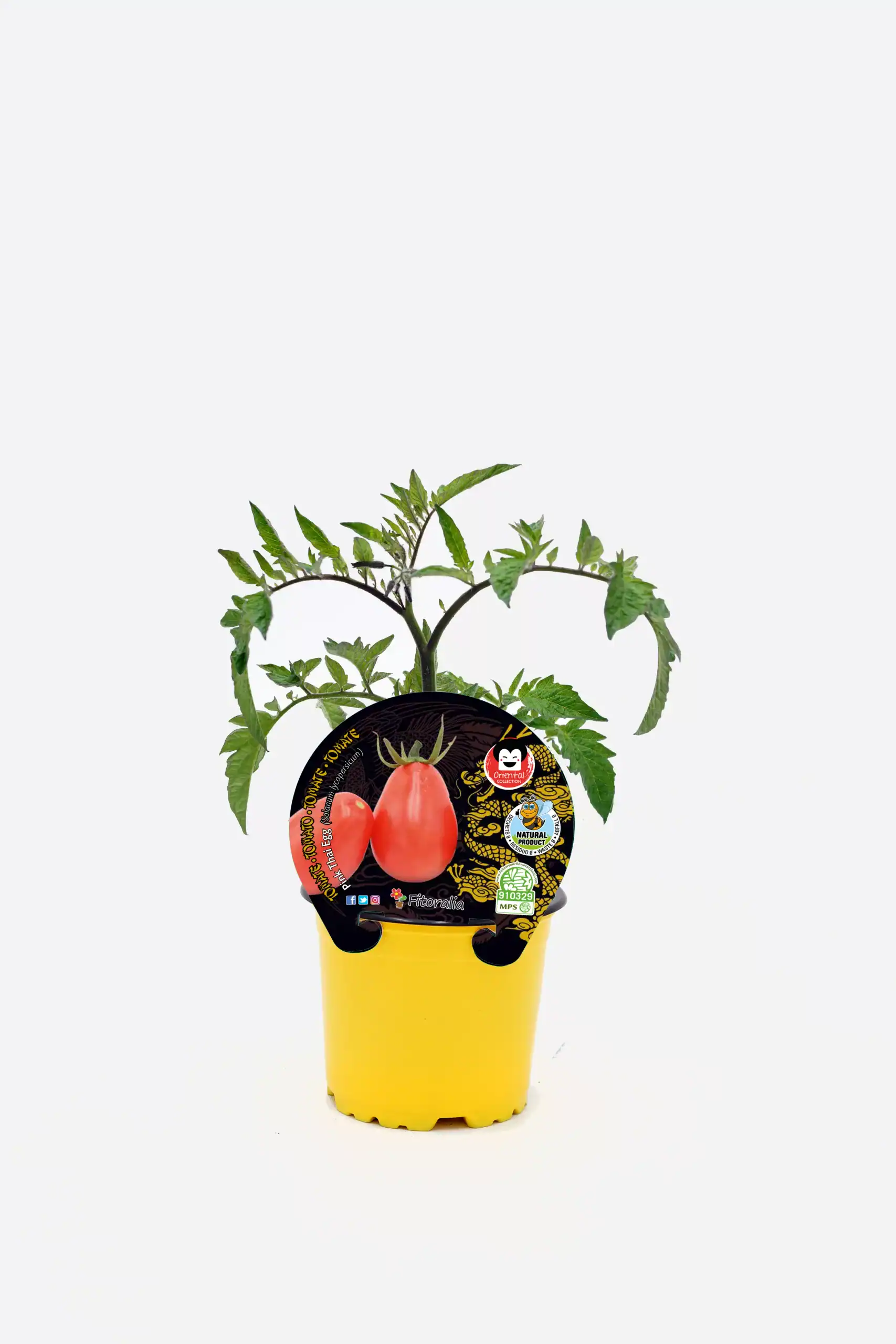 Tomate en maceta ecológica, cultivo de tomate orgánico, semillas de tomates naturales, huerto urbano, semillas para plantar en casa, variedad de tomates saludables.
