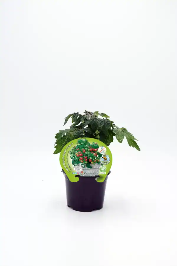 Tomate: imagen 31
