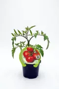 Tomatera en maceta, planta de tomate ecológico en crecimiento, variedad de tomate cherry, cultivo orgánico, huerto urbano, producto natural y saludable, semillas certificadas, huerto.bio.