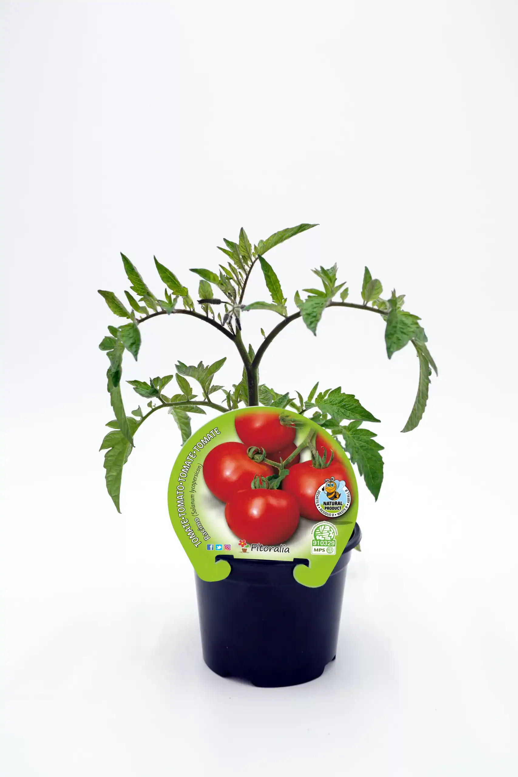 Tomatera en maceta, planta de tomate ecológico en crecimiento, variedad de tomate cherry, cultivo orgánico, huerto urbano, producto natural y saludable, semillas certificadas, huerto.bio.