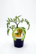 Tomate acompañado de planta de tomate en maceta, cultivo ecológico, huerto bio, producto orgánico y saludable, en interior blanco.