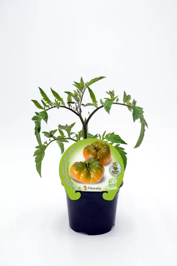 Tomate acompañado de planta de tomate en maceta, cultivo ecológico, huerto bio, producto orgánico y saludable, en interior blanco.