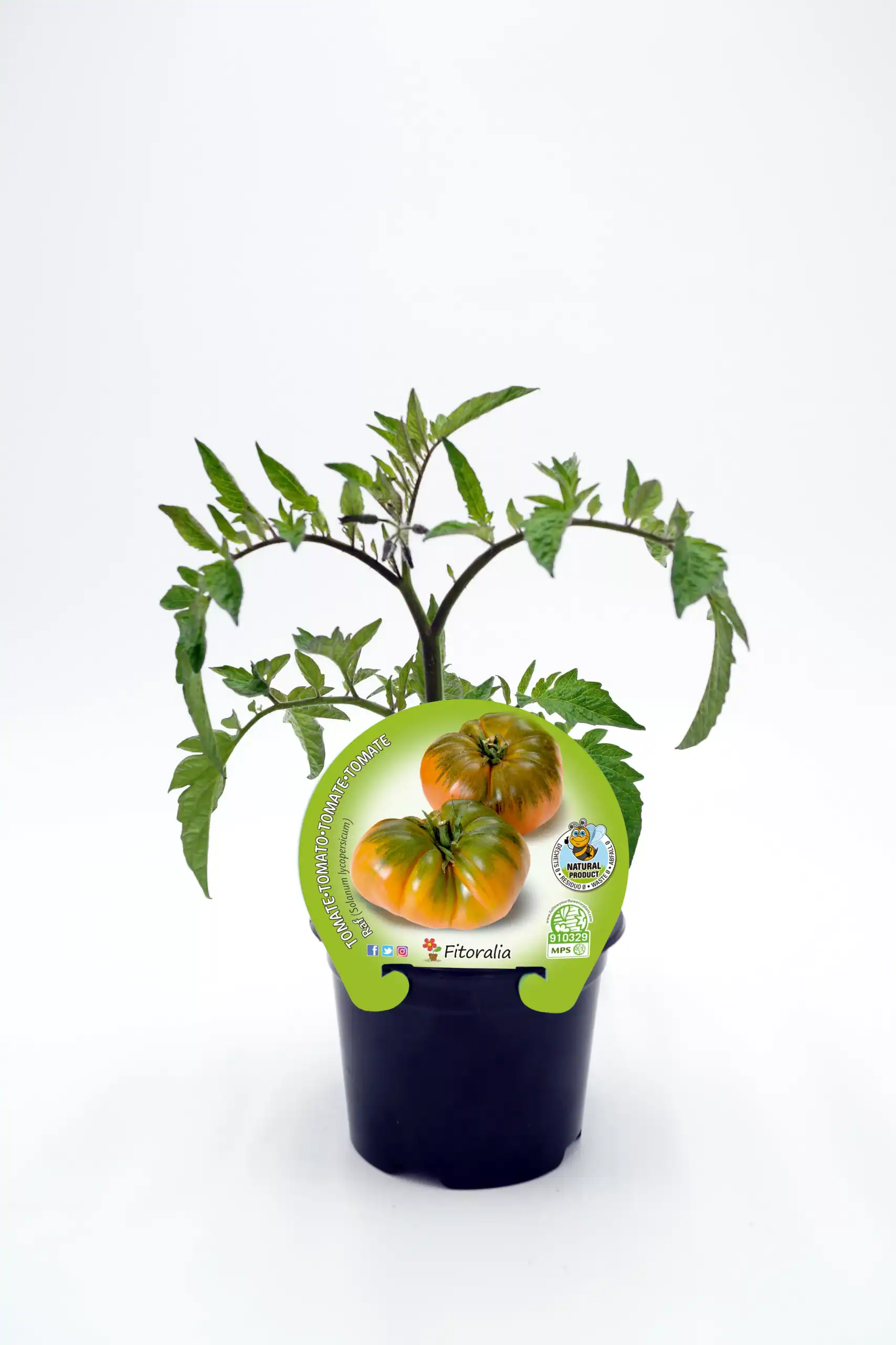 Tomate acompañado de planta de tomate en maceta, cultivo ecológico, huerto bio, producto orgánico y saludable, en interior blanco.