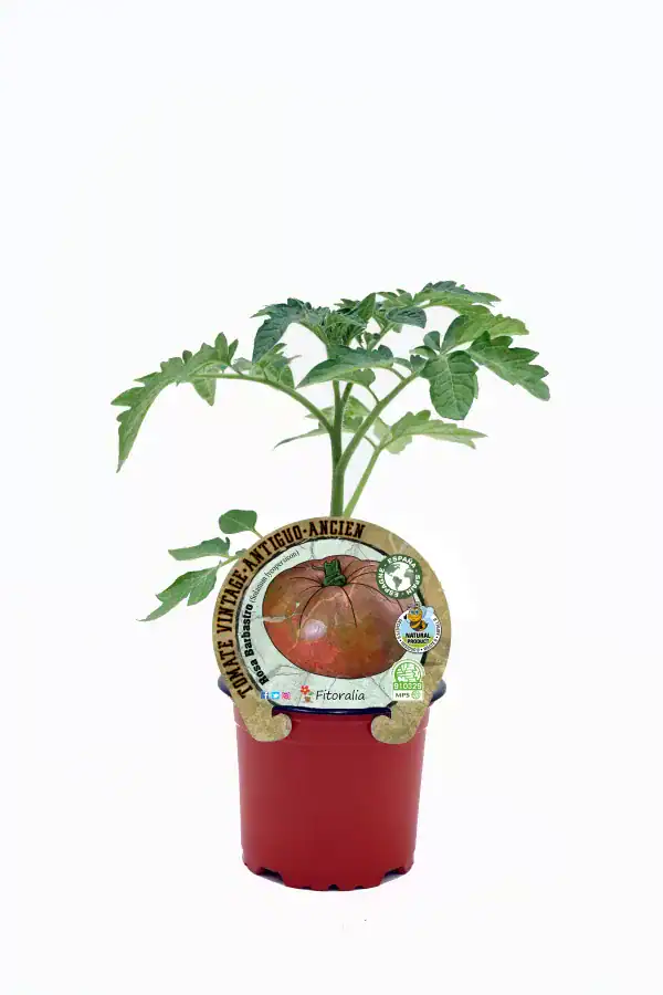 Tomatera antigua variedad heirloom en maceta, cultivo ecológico y orgánico, huerto urbano sostenible, planta de tomate saludable, semillas tradicionales para jardinería ecológica.