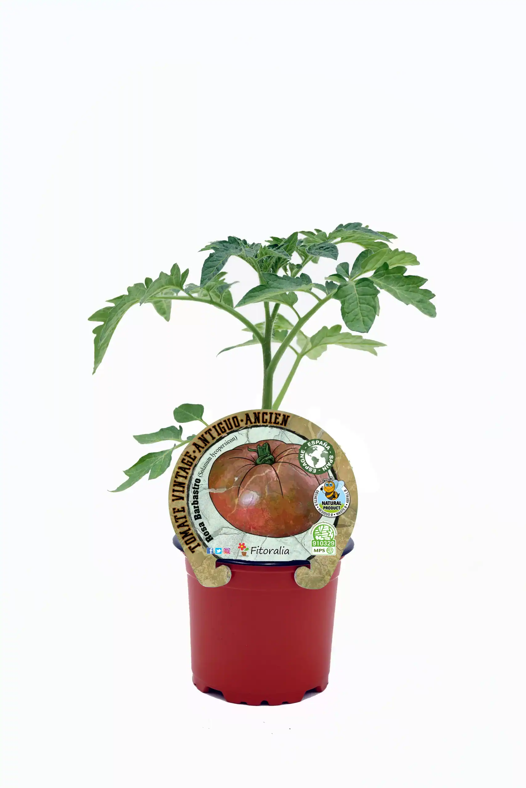Tomatera antigua variedad heirloom en maceta, cultivo ecológico y orgánico, huerto urbano sostenible, planta de tomate saludable, semillas tradicionales para jardinería ecológica.