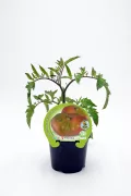 Tomatera ecológica en maceta, cultivo orgánico y natural, ideal para huerto urbano, 100% biológico, saludable, con etiqueta de producto natural y certificados de agricultura ecológica.
