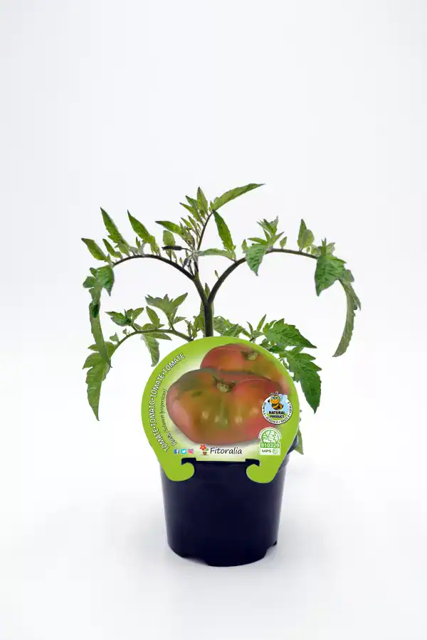 Tomatera ecológica en maceta, cultivo orgánico y natural, ideal para huerto urbano, 100% biológico, saludable, con etiqueta de producto natural y certificados de agricultura ecológica.